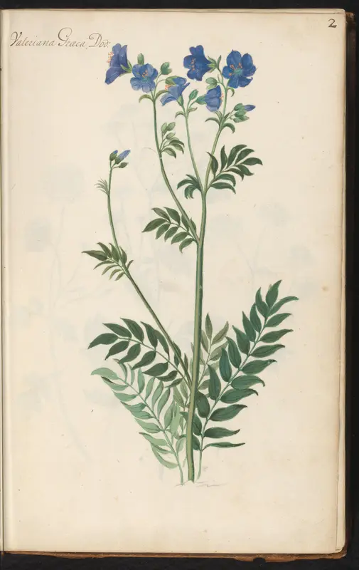Jakobsladder (Polemonium caeruleum) Wall Art by anonymous - High-Resolution Digital Print