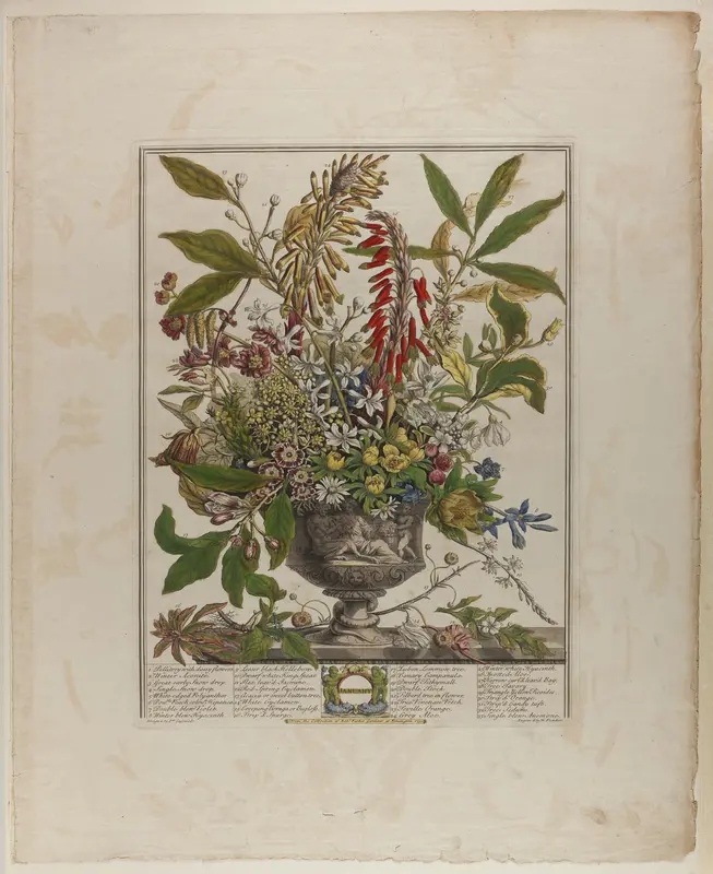 January, from Twelve Months of Flowers