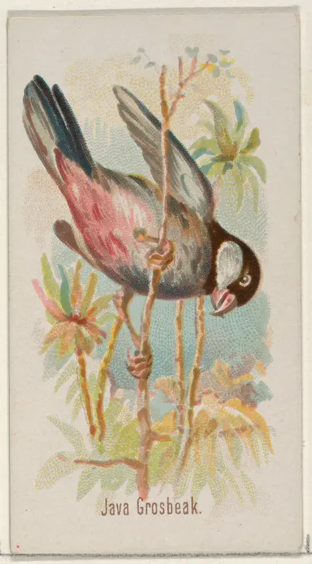 Java Grosbeak, from the Song Birds of the World series (N23) for Allen & Ginter Cigarettes Wall Art by Allen & Ginter - High-Resolution Digital Print