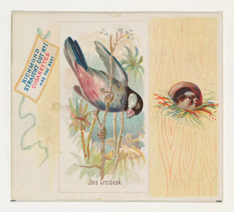 Java Grosbeak, from the Song Birds of the World series (N42) for Allen & Ginter Cigarettes Wall Art by Allen & Ginter - High-Resolution Digital Print