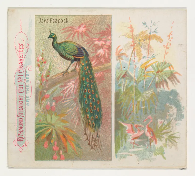 Java Peacock, from Birds of the Tropics series (N38) for Allen & Ginter Cigarettes Wall Art by Allen & Ginter - High-Resolution Digital Print