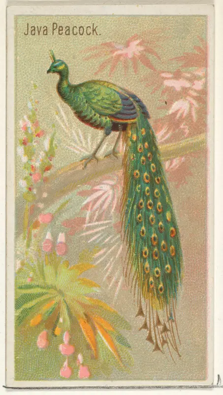 Java Peacock, from the Birds of the Tropics series (N5) for Allen & Ginter Cigarettes Brands Wall Art by Allen & Ginter - High-Resolution Digital Print