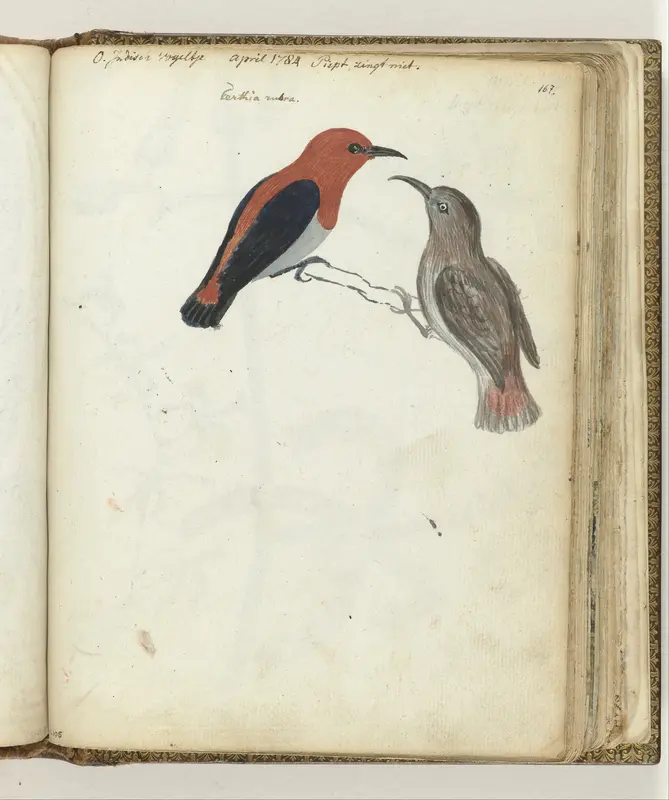 Javaanse vogels Wall Art by Jan Brandes - High-Resolution Digital Print