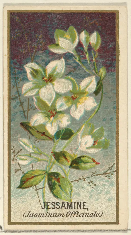 Jessamine (Jasminum Officinale), from the Flowers series for Old Judge Cigarettes Wall Art by Goodwin & Company - High-Resolution Digital Print