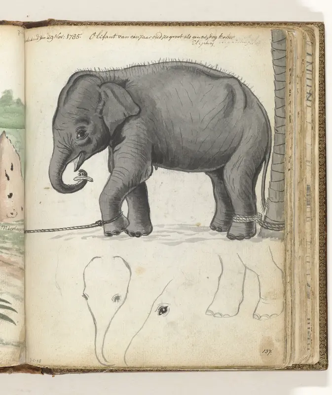 Jonge olifant aan boom Wall Art by Jan Brandes - High-Resolution Digital Print