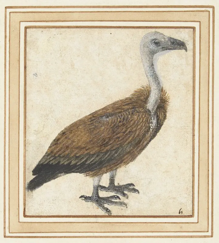 Jonge vale gier (Gyps fulvus) Wall Art by anonymous - High-Resolution Digital Print
