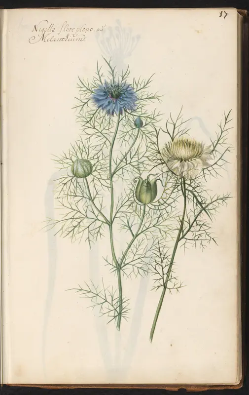 Juffertje-in-het-groen (Nigella damascena) Wall Art by anonymous - High-Resolution Digital Print