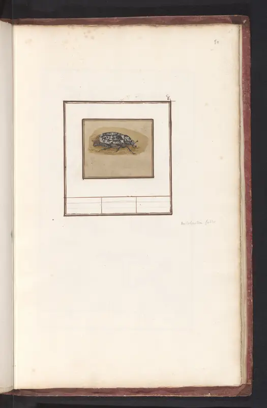 Julikever (Polyphylla fullo) Wall Art by Anselmus Boëtius de Boodt - High-Resolution Digital Print