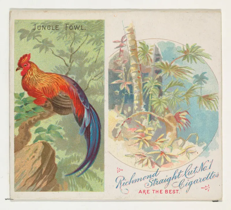 Jungle Fowl, from Birds of the Tropics series (N38) for Allen & Ginter Cigarettes Wall Art by Allen & Ginter - High-Resolution Digital Print