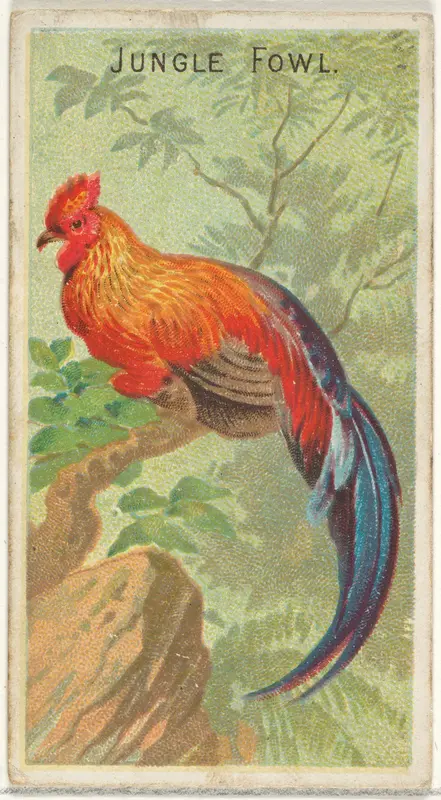 Jungle Fowl, from the Birds of the Tropics series (N5) for Allen & Ginter Cigarettes Brands Wall Art by Allen & Ginter - High-Resolution Digital Print