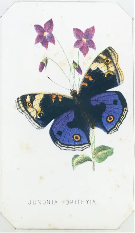 Junonia Orithyia from The Butterflies and Moths of America Part 1 Wall Art by Louis Prang & Co. - High-Resolution Digital Print