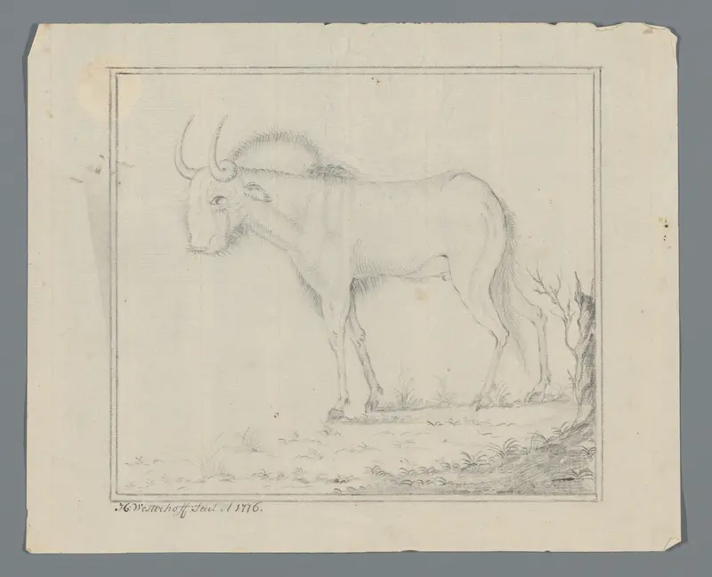 Kaapse stier Wall Art by Unknown - High-Resolution Digital Print