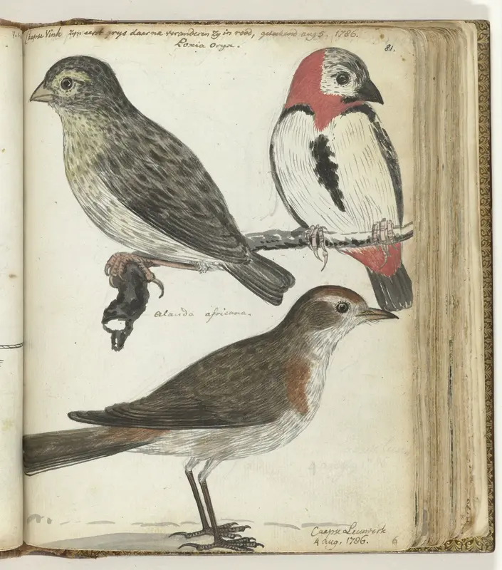 Kaapse vogels Wall Art by Jan Brandes - High-Resolution Digital Print