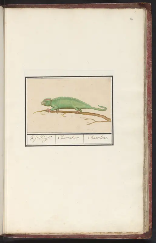 Kameleon (Chamaeleonidae) Wall Art by Anselmus Boëtius de Boodt - High-Resolution Digital Print