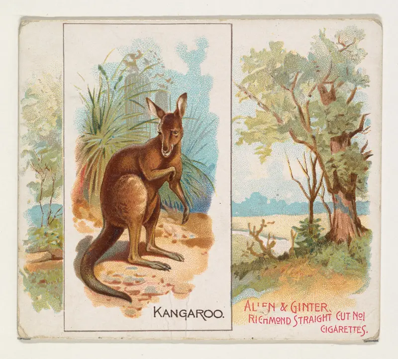 Kangaroo, from Quadrupeds series (N41) for Allen & Ginter Cigarettes Wall Art by Allen & Ginter - High-Resolution Digital Print