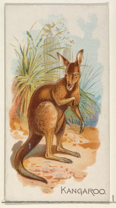 Kangaroo, from the Quadrupeds series (N21) for Allen & Ginter Cigarettes Wall Art by Allen & Ginter - High-Resolution Digital Print
