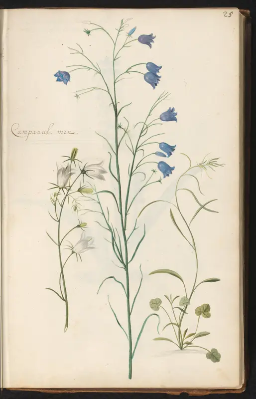 Karpatenklokje (Campanula carpatica 'Alba'), grasklokje (Campanula rotundifolia) en ondergroei Wall Art by anonymous - High-Resolution Digital Print