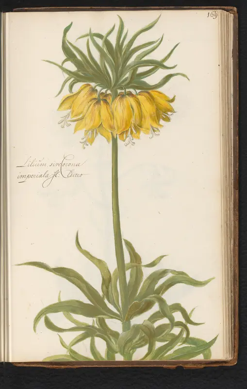 Keizerskroon (Fritillaria imperialis) Wall Art by anonymous - High-Resolution Digital Print