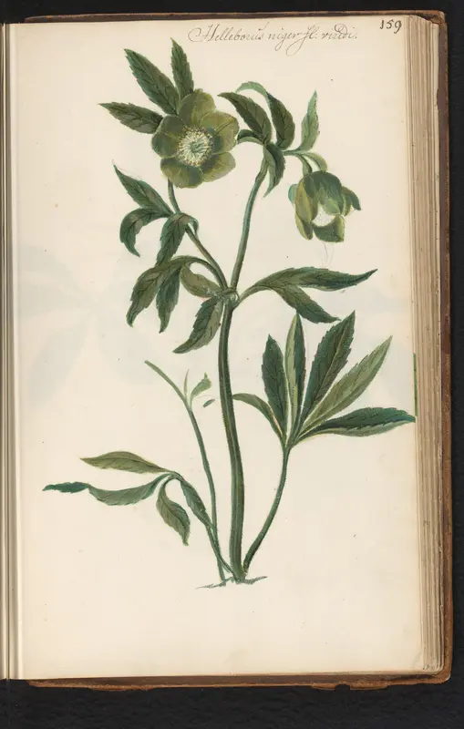 Kerstroos (Helleborus niger) Wall Art by anonymous - High-Resolution Digital Print