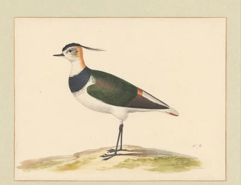 Kievit Wall Art by Pieter Holsteyn (I) - High-Resolution Digital Print