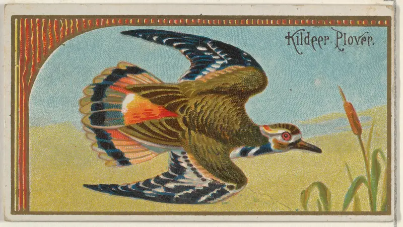 Kildeer Plover, from the Game Birds series (N13) for Allen & Ginter Cigarettes Brands Wall Art by Allen & Ginter - High-Resolution Digital Print