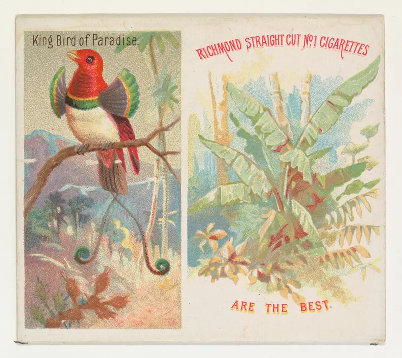 King Bird of Paradise, from Birds of the Tropics series (N38) for Allen & Ginter Cigarettes Wall Art by Allen & Ginter - High-Resolution Digital Print