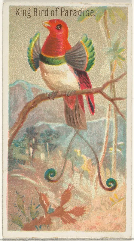 King Bird of Paradise, from the Birds of the Tropics series (N5) for Allen & Ginter Cigarettes Brands Wall Art by Allen & Ginter - High-Resolution Digital Print