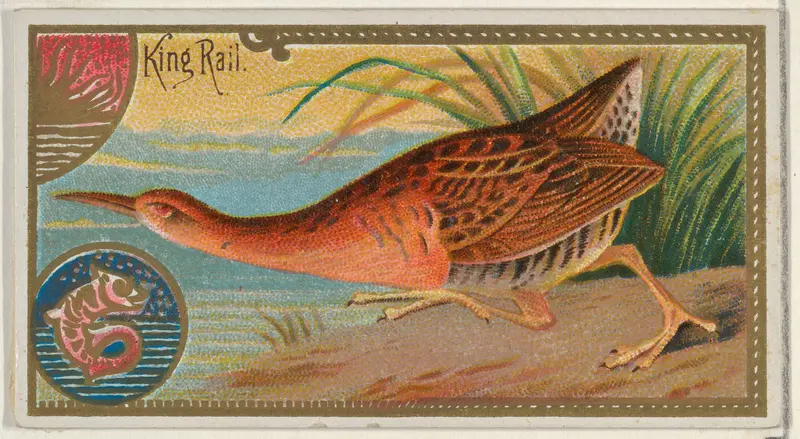 King Rail, from the Game Birds series (N13) for Allen & Ginter Cigarettes Brands Wall Art by Allen & Ginter - High-Resolution Digital Print