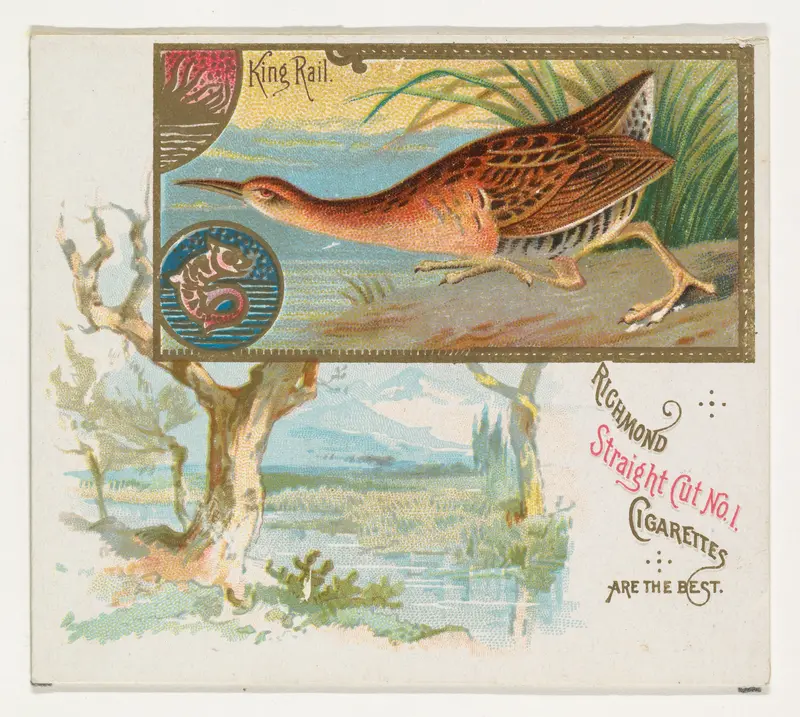 King Rail, from the Game Birds series (N40) for Allen & Ginter Cigarettes Wall Art by Allen & Ginter - High-Resolution Digital Print