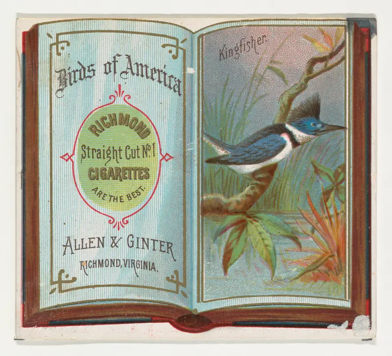 Kingfisher, from the Birds of America series (N37) for Allen & Ginter Cigarettes Wall Art by Allen & Ginter - High-Resolution Digital Print