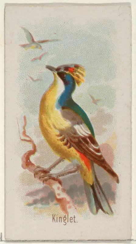 Kinglet, from the Song Birds of the World series (N23) for Allen & Ginter Cigarettes Wall Art by Allen & Ginter - High-Resolution Digital Print
