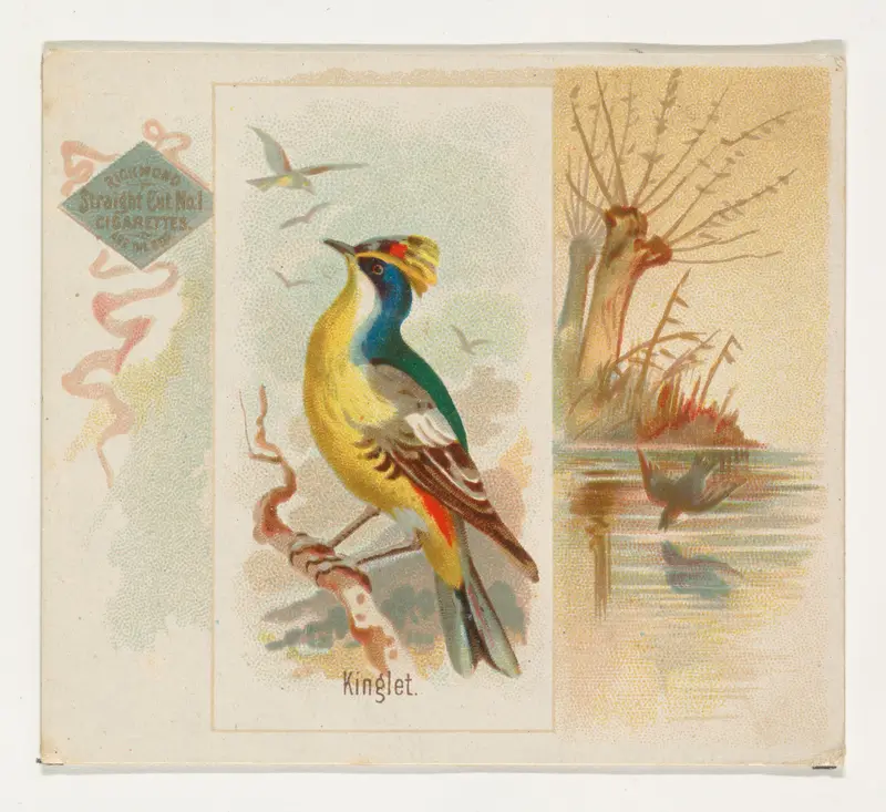 Kinglet, from the Song Birds of the World series (N42) for Allen & Ginter Cigarettes Wall Art by Allen & Ginter - High-Resolution Digital Print