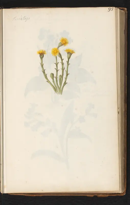 Klein hoefblad (Tussilago farfara) Wall Art by anonymous - High-Resolution Digital Print
