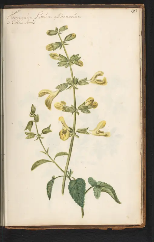 Kleverige salie (Salvia glutinosa) Wall Art by anonymous - High-Resolution Digital Print