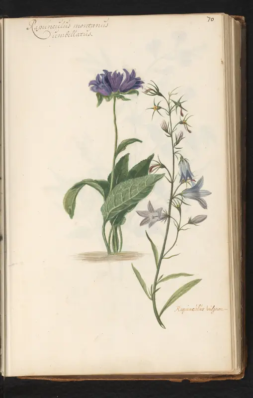 Kluwenklokje (Campanula glomerata) en grasklokje (Campanula rotundifolia) Wall Art by anonymous - High-Resolution Digital Print