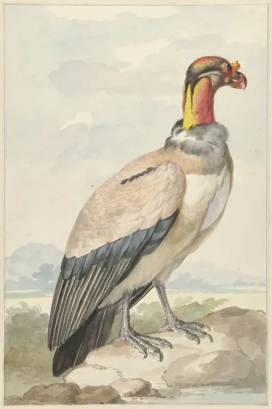 Koningsgier (Sarcoramphus papa) Wall Art by Aert Schouman - High-Resolution Digital Print