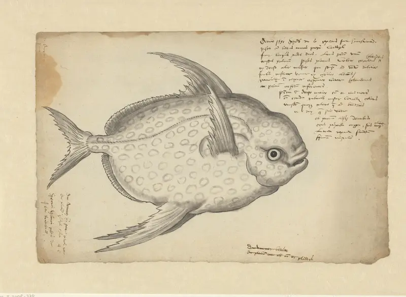 Koningsvis (Lampris guttatus) Wall Art by Adriaen Coenen - High-Resolution Digital Print