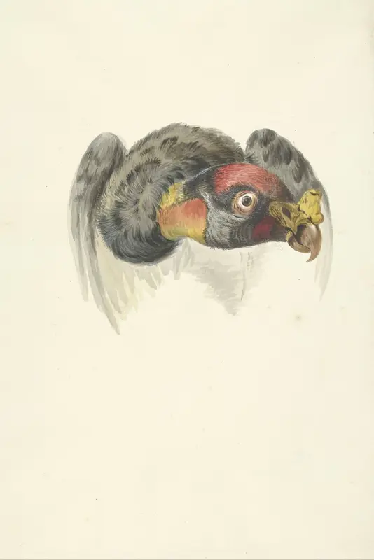 Kop van een koningsgier (Sarcoramphus papa) Wall Art by Unknown - High-Resolution Digital Print