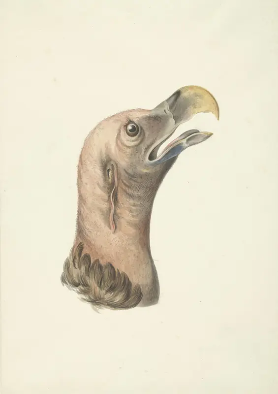 Kop van een Oorgier (Otogyps auricularis Daud) Wall Art by Unknown - High-Resolution Digital Print
