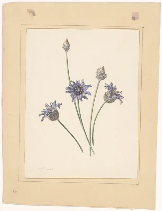 Korenbloem / Blauwe strobloem Wall Art by anonymous - High-Resolution Digital Print