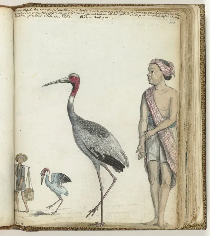 Kraanvogel Wall Art by Jan Brandes - High-Resolution Digital Print