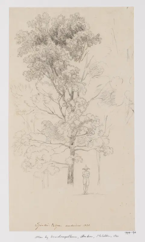 Kruidnagelboom en man op Ambon, Molukken Wall Art by Adrianus Johannes Bik - High-Resolution Digital Print