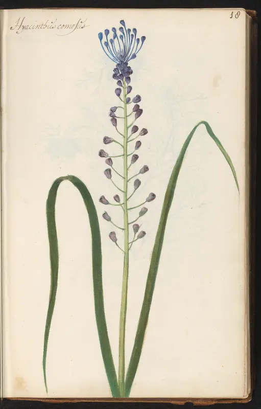 Kuifhyacint (Leopoldia comosa) Wall Art by anonymous - High-Resolution Digital Print