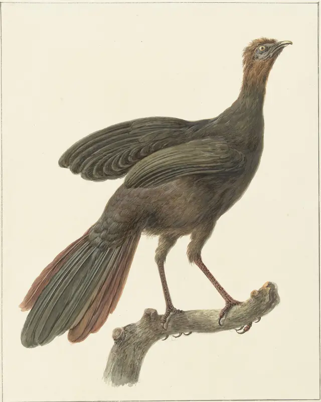 Kuifsjakohoen (Penelope purpurascens) Wall Art by Pieter Pietersz. Barbiers - High-Resolution Digital Print