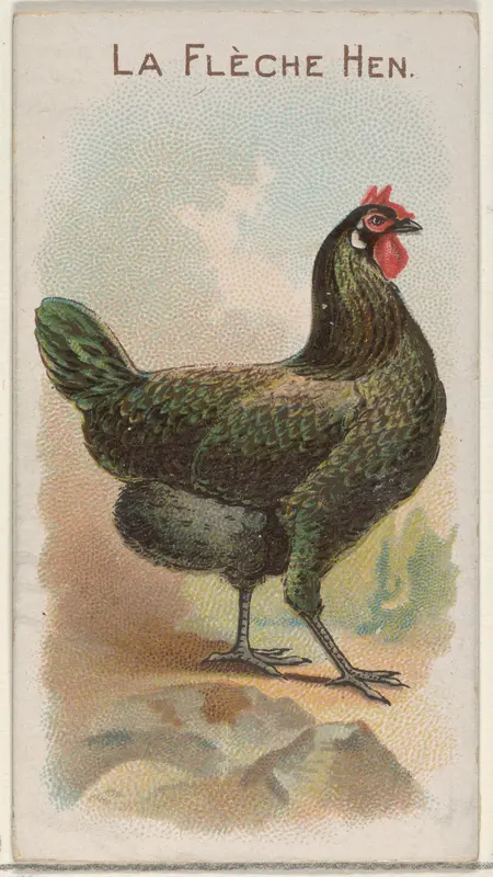 La Flèche Hen, from the Prize and Game Chickens series (N20) for Allen & Ginter Cigarettes Wall Art by Allen & Ginter - High-Resolution Digital Print
