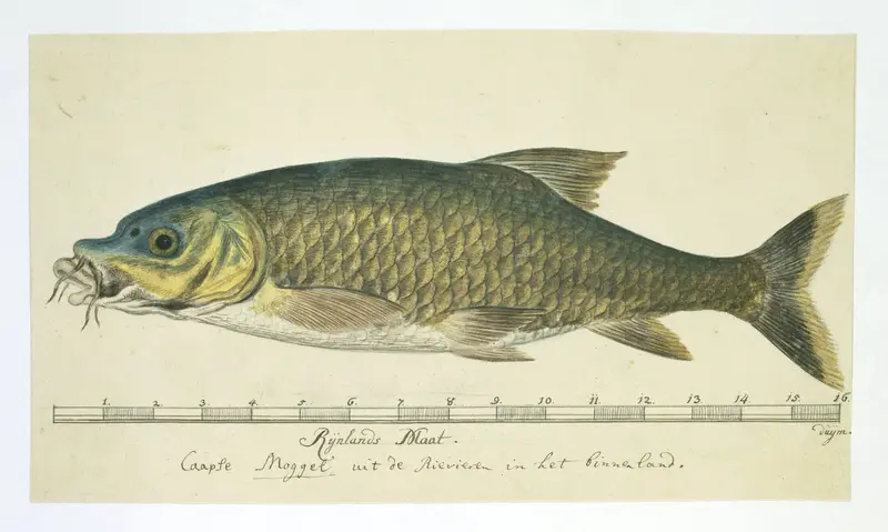 Labeo umbratus (Moggel) Wall Art by Unknown - High-Resolution Digital Print