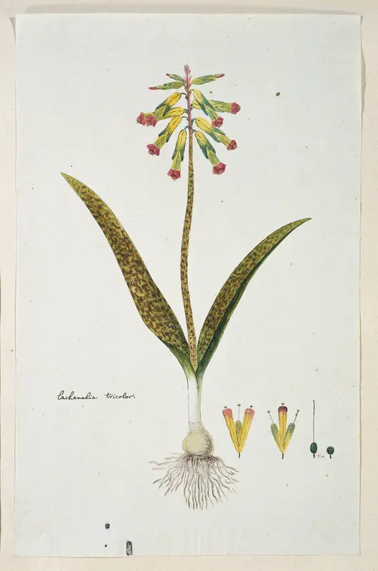 Lachenalia aloides (L.f.) Engl. var. aloides (Opal flowers) Wall Art by Robert Jacob Gordon - High-Resolution Digital Print