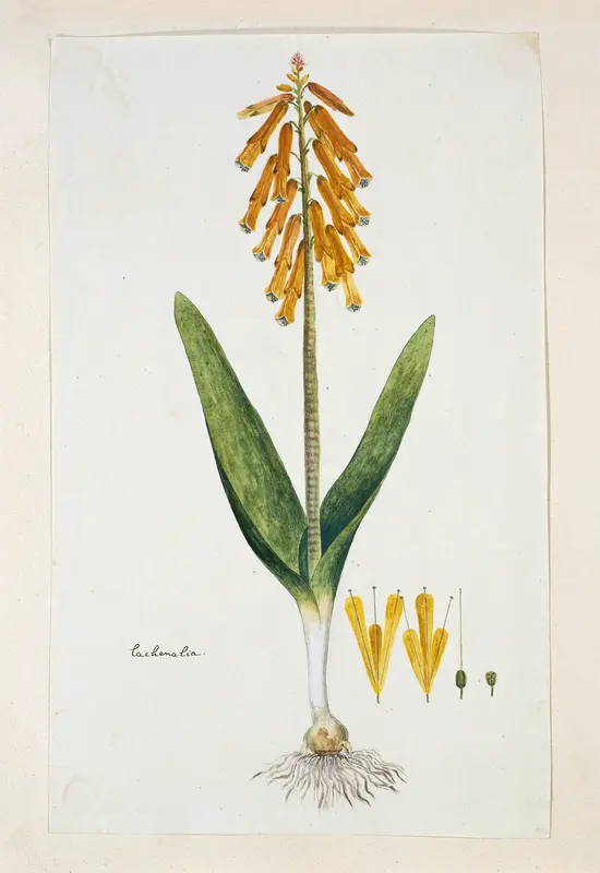 Lachenalia aloides (L.f.) Engl. var. aurea (Opal flower) Wall Art by Robert Jacob Gordon - High-Resolution Digital Print