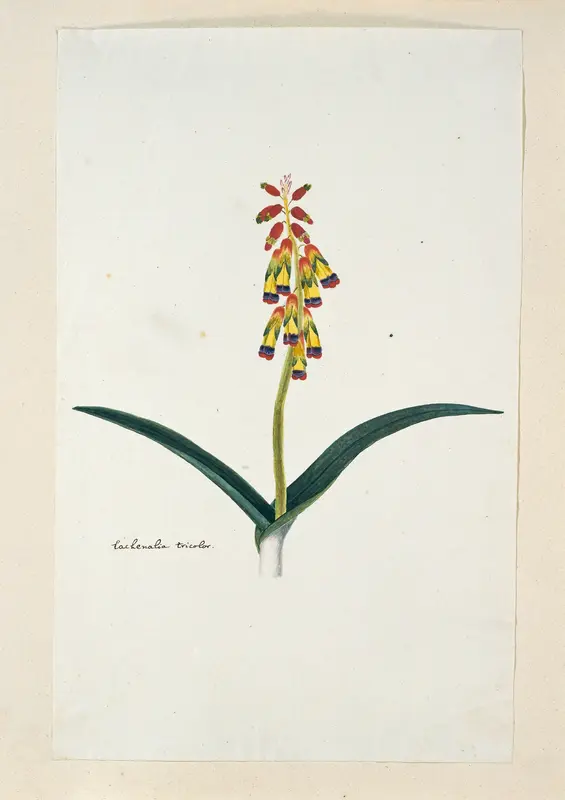 Lachenalia aloides (L.f.) Engl. var. quadricolor. Wall Art by Robert Jacob Gordon - High-Resolution Digital Print