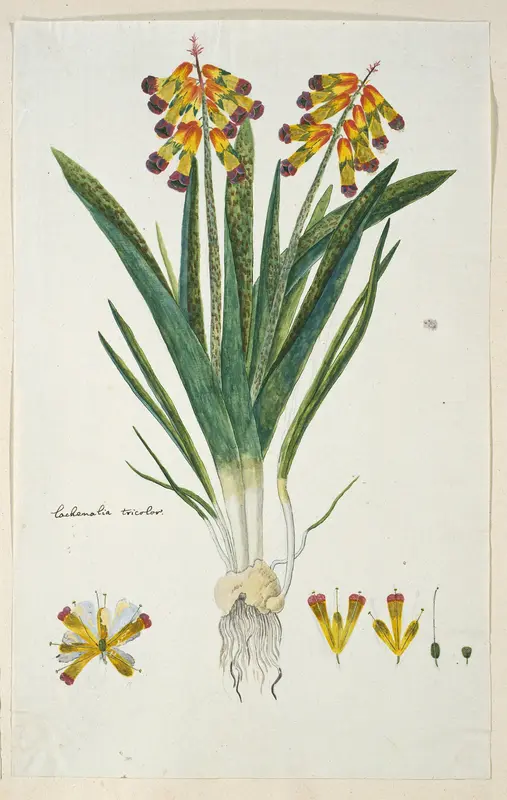Lachenalia aloides (L.f.) Engl. var. quadricolor Wall Art by Robert Jacob Gordon - High-Resolution Digital Print